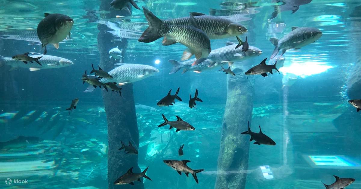 Half Day Langkawi Underwater World and Crocodile Farm Tour ( 4 Hours ) at Langkawi( from Beach Hotel